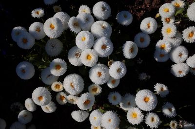 High angle view of white flowers