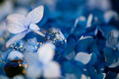 Close-up of blue flowering plant