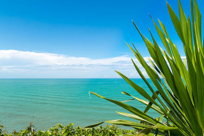 Plants growing by sea against blue sky