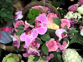 Close-up of pink flowers