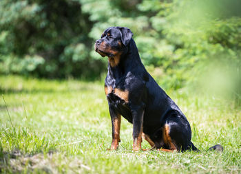 Black dog looking away on field