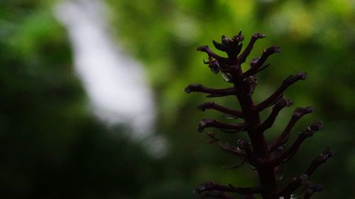 Close-up of plant against blurred background