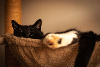 Close-up portrait of a cat at home