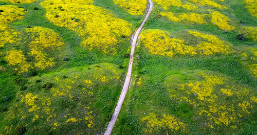 High angle view of yellow flowers on land