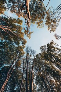 Low angle view of trees against sky