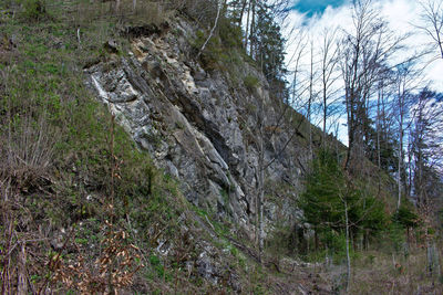 Scenic view of forest