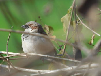 Close-up of bird perching outdoors