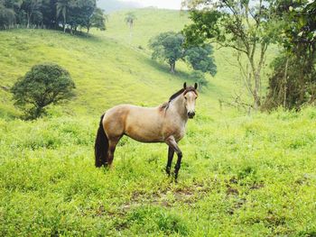 Horse standing in a field