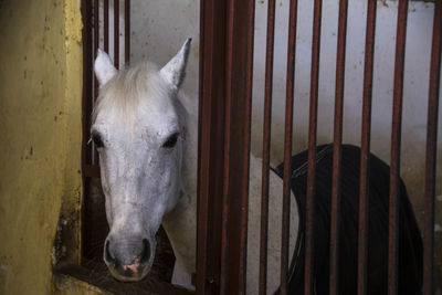 Close-up of white horse in stable