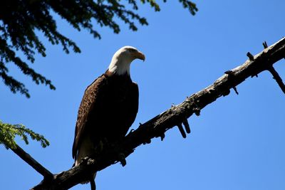 Low angle view of eagle perching on tree against sky