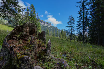 Scenic view of forest against sky