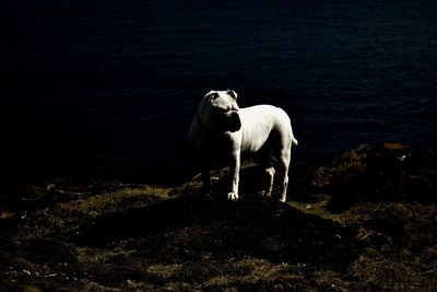 Dog standing at riverbank