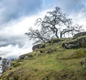 Low angle view of tree mountain against sky