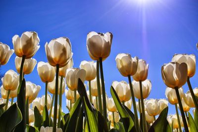 Low angle view of tulips against blue sky on sunny day