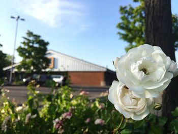 Close-up of white rose