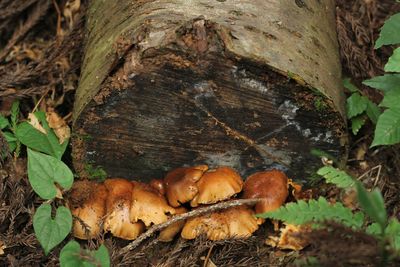 Close-up of mushrooms growing on tree trunk