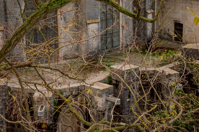 Plants growing on abandoned building