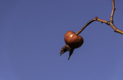 Low angle view of fruits on tree against clear blue sky