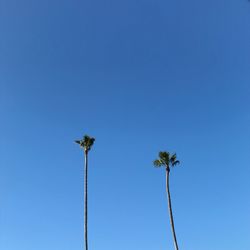 Low angle view of coconut palm tree against clear blue sky