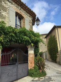 Ivy growing on building against sky