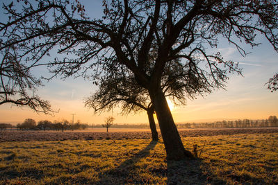 View of tree at sunset