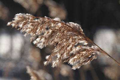 Close-up of plant against blurred background