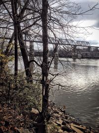 Bare trees by river