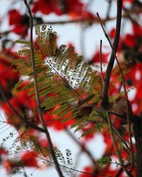 Close-up of tree with red leaves
