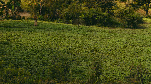 Plants growing on field