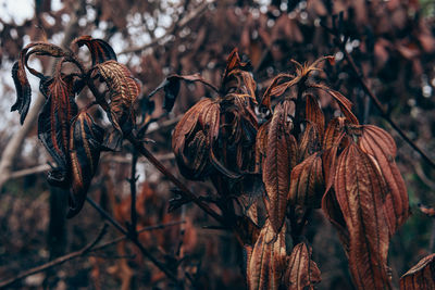 Close-up of dry leaves on tree