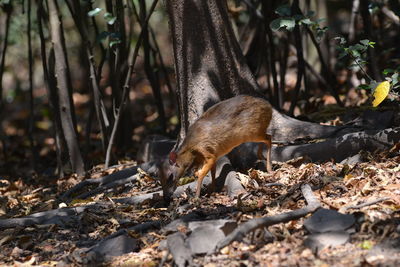 Mouse deer in nature lives in kaeng krachan thailand who are looking for food to eat naturally.