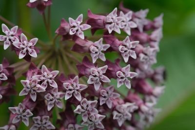 Close-up of pink flowering plant in park