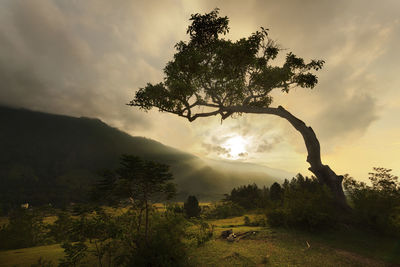 A lone tree on the hill of samosir island, lake toba, indonesia