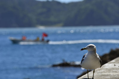 Seagull perching on a boat