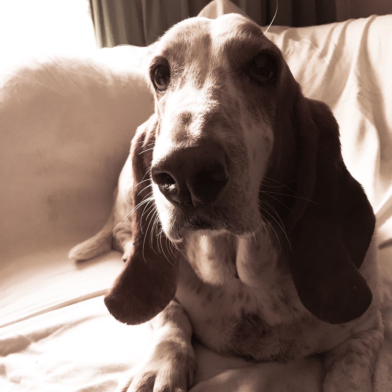 My rescuedbassethound