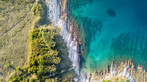 High angle view of pine trees on beach