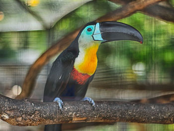 Close-up of parrot perching on wood