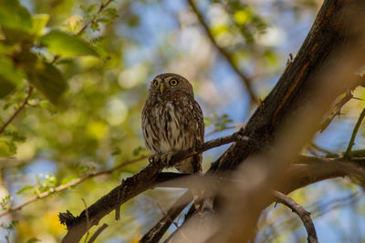 Low angle view of eagle perching on tree