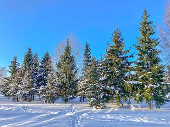 Pine trees on snow covered landscape against blue sky