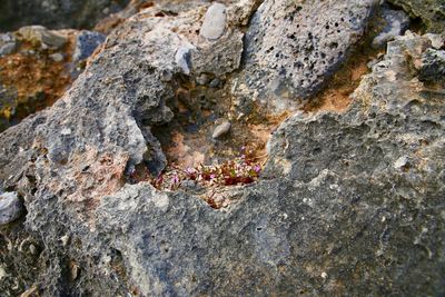 Close-up of lizard on tree