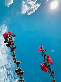 Low angle view of pink flowering plant against blue sky