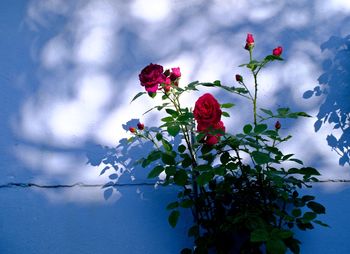 Low angle view of red flowers blooming on tree against sky