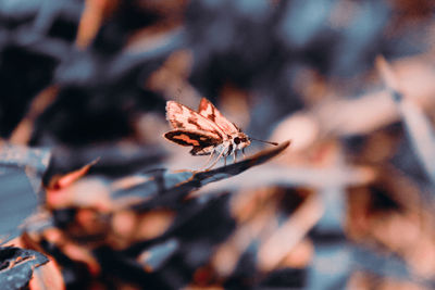 Close-up of dry leaves