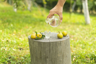 Midsection of person holding fruit on plant