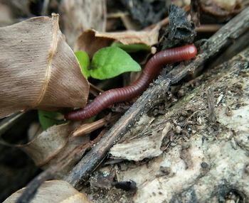 Close-up of lizard on plant