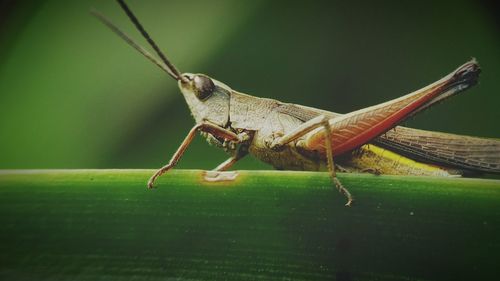 Close-up of grasshopper on green leaf