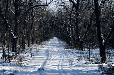 Winter day in garden. snowy road. leafless apple trees are covered with snow. elongated winter