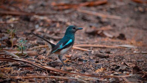 Close-up of bird perching on a field