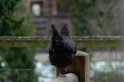 Close-up of bird perching on railing