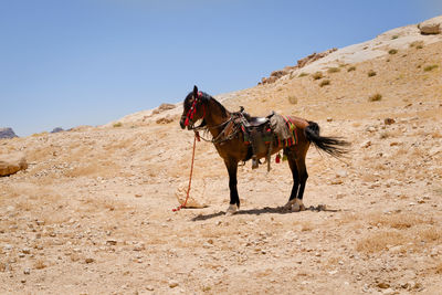 Horse riding horses in desert